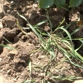 Stell av roser Stell av roser